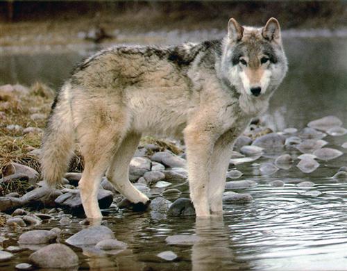 Охота На Волка в  ивановской области